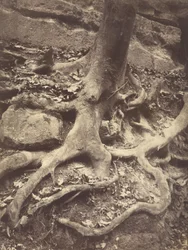 Tree Roots, Saint-Cloud